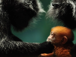 Monkey, touch, monkey, Ginger, Two