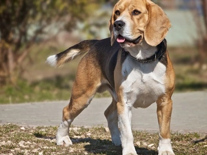 Tounge, dog, Beagle