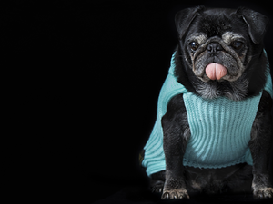 dog, clothes, Tounge, pug