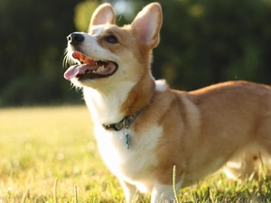 doggy, grass, Corgi, Tounge