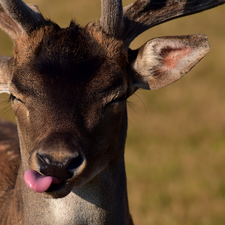 Tounge, young, fawn