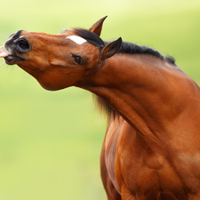 Tounge, maroon, Horse