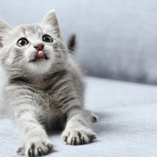 Tounge, small, kitten