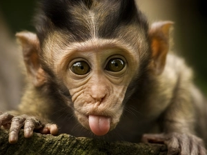 Tounge, small, Monkey