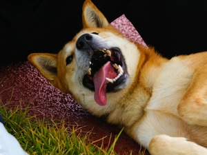 mouth, canines, Jindo, Tounge