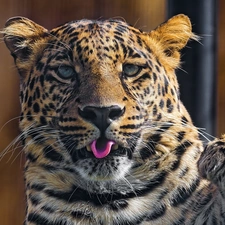 Tounge, Leopards, paw