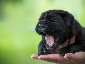puppie, hand, Nowofundland, Tounge