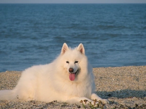 Samojed, Blue, water, Tounge
