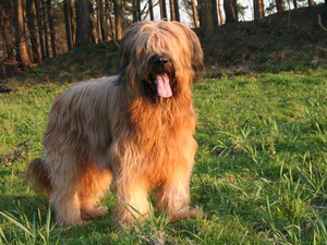 Shepherd French Briard, Tounge