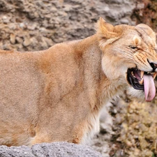 Tounge, Lioness, showing