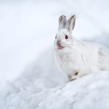 White, Tounge, snow, Wild Rabbit