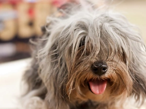 Tounge, dog, terrier