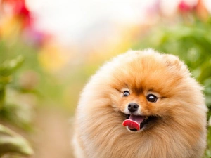 Toy Spitz, dog, Tounge