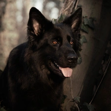 Tounge, Black German Shepherd Dog, viewes, muzzle, dog, trees, Plants