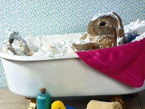 Towel, Rabbit, Bath