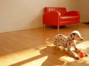 Dalmatian, Room, Armchair, toy