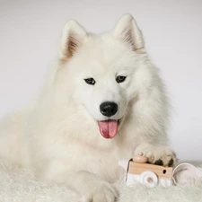 Samojed, White, muzzle, toy, Tounge, dog