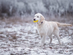 Golden Retriever, snow, toy, Puppy, dog