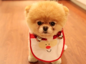 Pomeranian, bib, doggy, Toy Spitz, honeyed