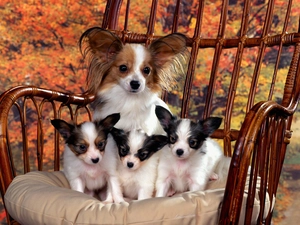 puppies, Miniature Continental Toy Spaniel Papillon