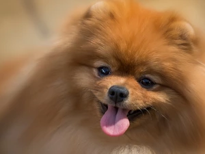 Toy Spitz, Pomeranian
