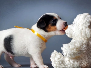 plush toy, puppie, teddy bear