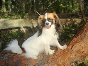 Continental Toy Spaniel miniature, trees