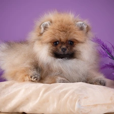 dog, Toy Spitz, Pillow, fluffy