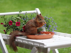 Sunflower, squirrel, garden, Flowers, Piece of Furniture, tray