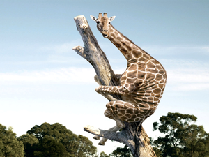 tree, giraffe, an