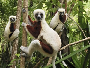 tree, lemurs, an