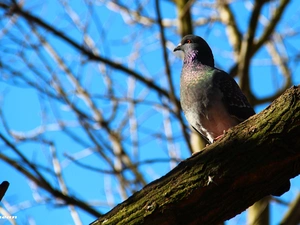 tree, pigeon, an