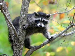 tree, raccoon, an