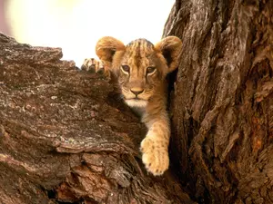 Lion on the tree