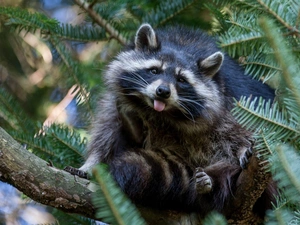 needles, raccoon, christmas tree