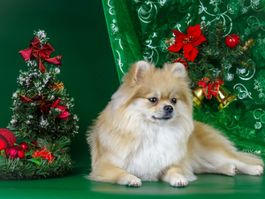 decoration, Christmas, christmas tree, baubles, point