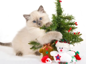 Siamese Cat, christmas tree