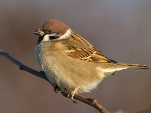 tree sparrow