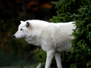 trees, Wolf, arctic