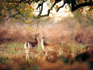autumn, Small Deers, trees