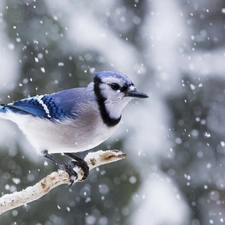 Blue jay, trees, viewes, Lod on the beach