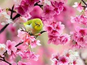 flourishing, trees, Bird, Zosterops, color