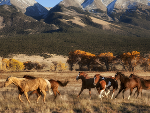 bloodstock, viewes, Mountains, trees