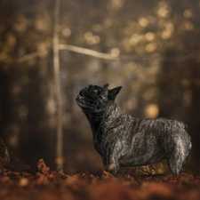 dog, trees, Bokeh, French Bulldog