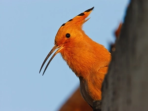 trees, birdies, booby