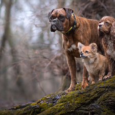 trees, Dogs, boxer
