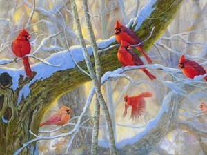 birds, trees, branch pics, Cardinals