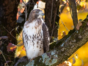 Bird, trees, branch, sparrow hawk