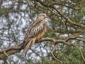 branch pics, kite, trees