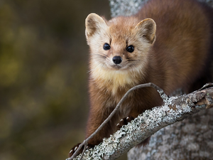 branch, American Marten, trees